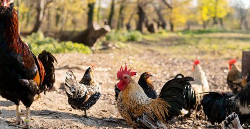 Becoming a Poultry Hub